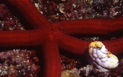 There are a goodly number of red sea stars found on the F... by Jerry Hamberg 